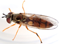 Platycheirus fulviventris